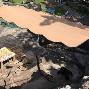 Bear Canyon- Andean Bear