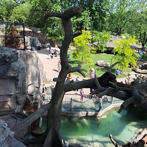 Bear Canyon- Sun Bear