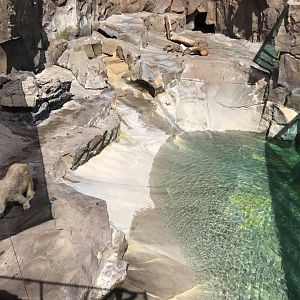 Bear Canyon- Polar Bear