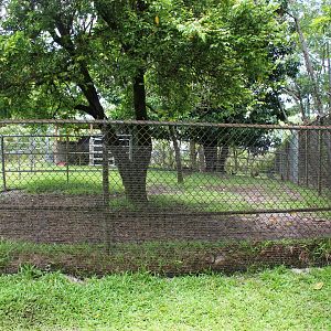 Miniature Zebu Exhibit
