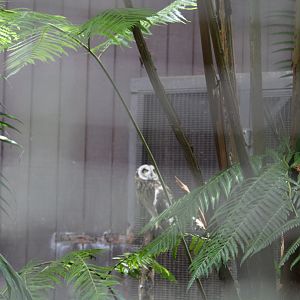 Pueo (Hawaiian Owl)