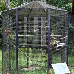 Umbrella Cockatoo Exhibit