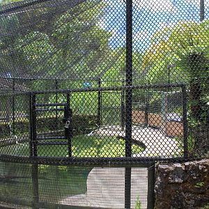 American Alligator Exhibit