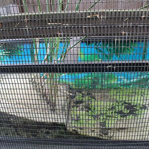 Chinese Pond Turtle Tank