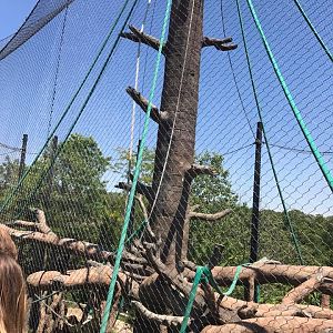 Hubbard Orangutan Forest- Orangutan/Francois Langur