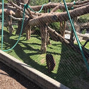 Hubbard Orangutan Forest- Orangutan/Francois Langur
