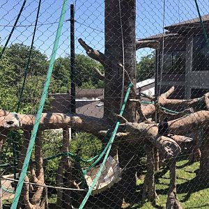 Hubbard Orangutan Forest- Orangutan/Francois Langur