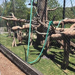 Hubbard Orangutan Forest- Orangutan/Francois Langur