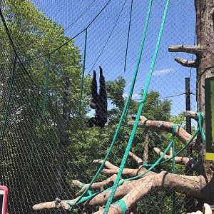 Hubbard Orangutan Forest- Siamang/Orangutan