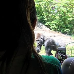 Hubbard Gorilla Valley