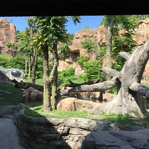 Hubbard Gorilla Valley