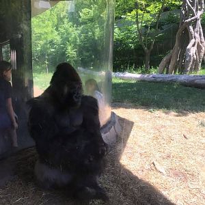 Hubbard Gorilla Valley