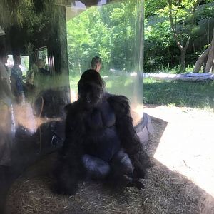 Hubbard Gorilla Valley