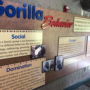 Hubbard Gorilla Valley