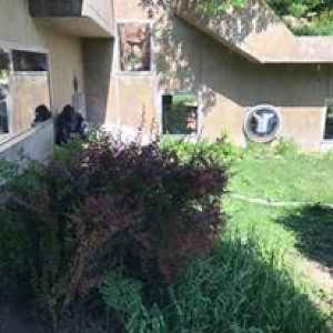 Hubbard Gorilla Valley