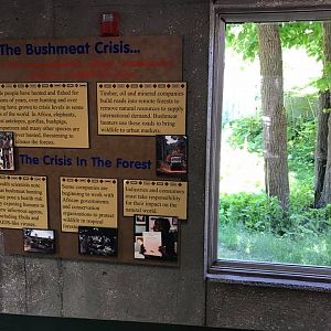 Hubbard Gorilla Valley