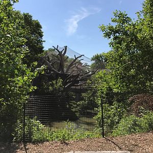 Expedition Madagascar- Ring-Tailed Lemur