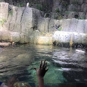 Scott Aquarium- Puffin