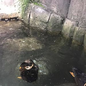 Scott Aquarium- Puffin