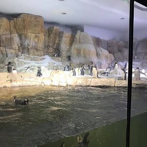 Scott Aquarium- Penguin