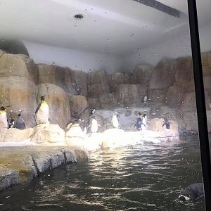 Scott Aquarium- Penguin
