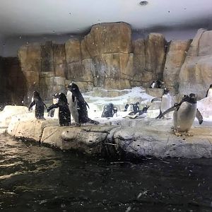 Scott Aquarium- Penguin