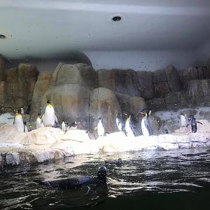 Scott Aquarium- Penguin