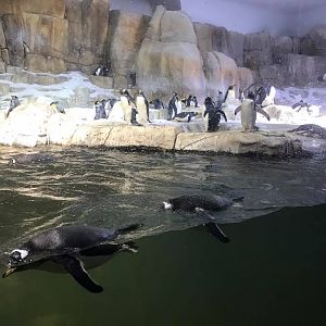 Scott Aquarium- Penguin