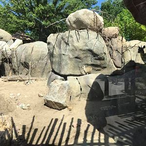 African Grasslands- Kopjea