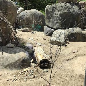 African Grasslands- Kopje