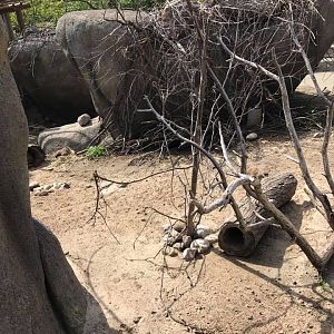 African Grasslands- Kopje
