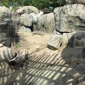 African Grasslands- Kopje