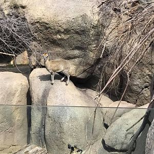 African Grasslands- Kopeja
