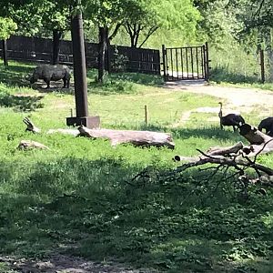 African Grasslands- Reticulated Giraffe, White Rhinoceros, Impala, Ostrich