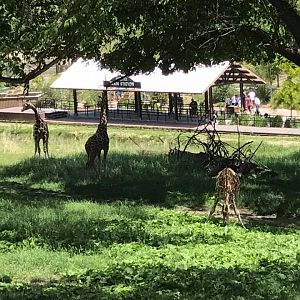 African Grasslands- Reticulated Giraffe, White Rhinoceros, Impala, Ostrich