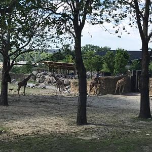 African Grasslands- Reticulated Giraffe, White Rhinoceros, Impala, Ostrich