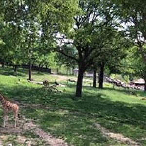 African Grasslands- Reticulated Giraffe, White Rhinoceros, Impala, Ostrich