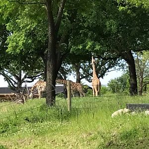African Grasslands- Reticulated Giraffe, White Rhinoceros, Impala, Ostrich