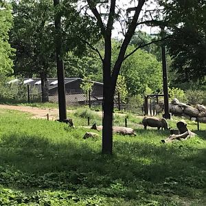 African Grasslands- Reticulated Giraffe, White Rhinoceros, Impala, Ostrich