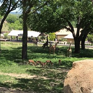 African Grasslands- Reticulated Giraffe, White Rhinoceros, Impala, Ostrich