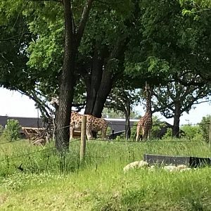 African Grasslands- Reticulated Giraffe, White Rhinoceros, Impala, Ostrich