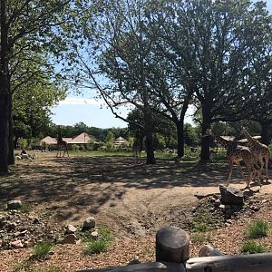 African Grasslands- Reticulated Giraffe, White Rhinoceros, Impala, Ostrich