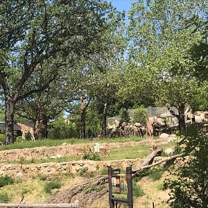 African Grasslands- Reticulated Giraffe, White Rhinoceros, Impala, Ostrich