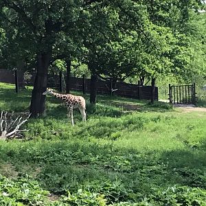 African Grasslands- Reticulated Giraffe, White Rhinoceros, Impala, Ostrich