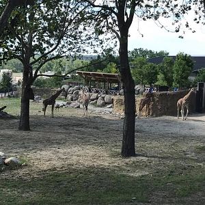 African Grasslands- Reticulated Giraffe, White Rhinoceros, Impala, Ostrich