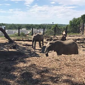 African Grasslands- African Elephant