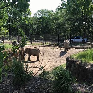 African Grasslands- African Elephant