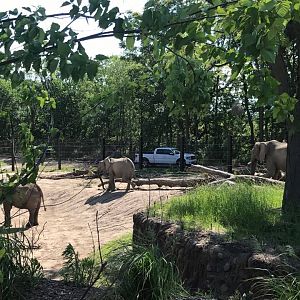 African Grasslands- African Elephant