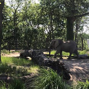 African Grasslands- African Elephant