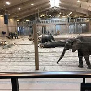 African Grasslands- Elephant Family Quarters